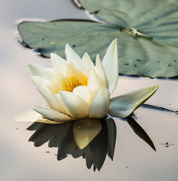 LaMente Lahjakortti Lumme 10 kpl