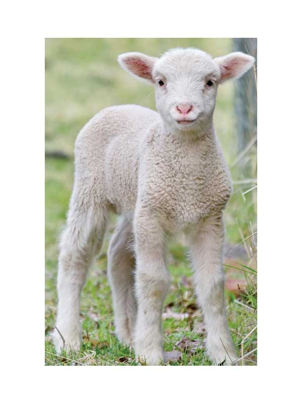 Iloiset Varpaat Lampaanvilla 100 g - Image 2